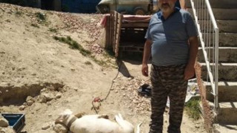 Bursa'da hamile köpeği katlettiler