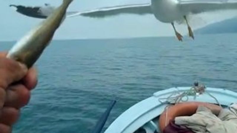 Rizeli balıkçının deniz dostları