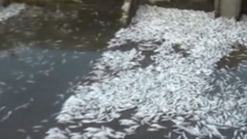 Vakfıkebir'de, 150 bin alabalık telef oldu