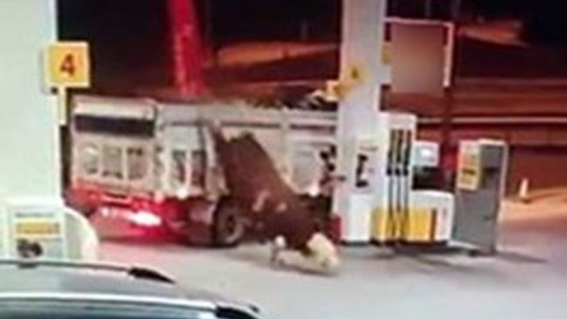 Bayburt'ta tosun kamyon kasasından atladı