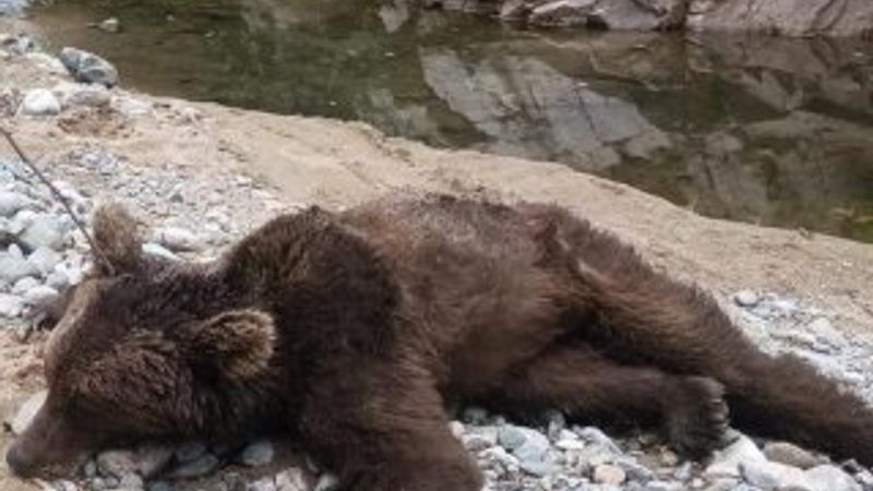 Dere kenarına inen ayıyı tüfekle öldürdüler
