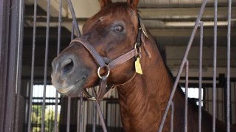 TJK'nin İngiliz atı üretim merkezi: Bursa Karacabey