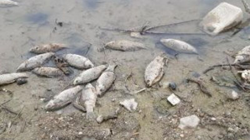 Altınkaya Baraj Gölü'nde toplu balık ölümleri