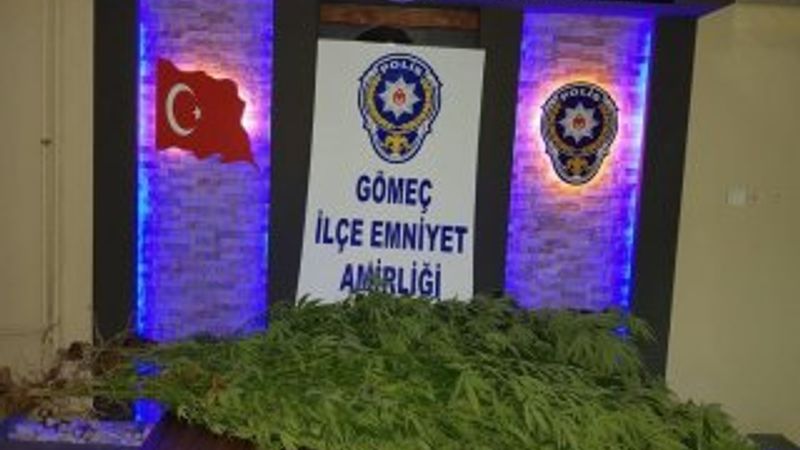 Balıkesir'de 10 kök keneviri yetiştiren kişi tutuklandı