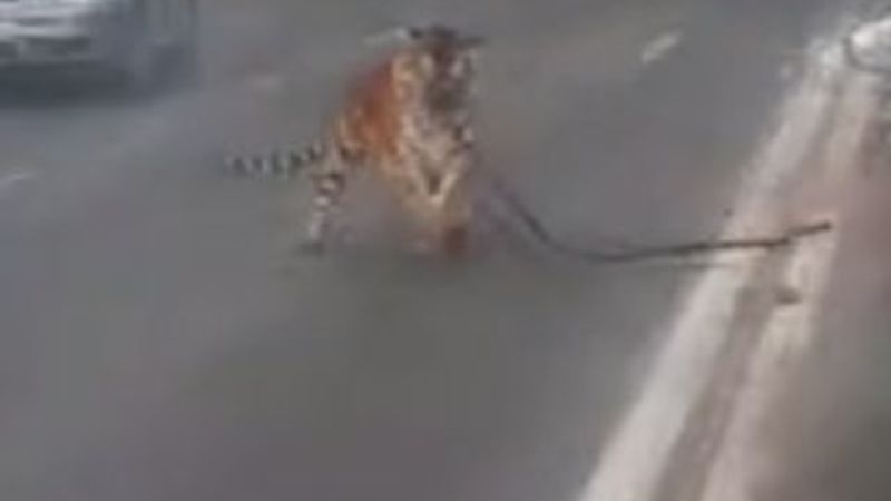 Rusya'da kaplan otomobilden atladı