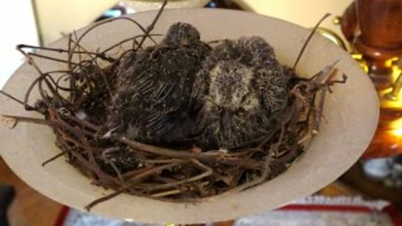 Bursa'da bir kumru, yavrulamak için evin avizesini seçti