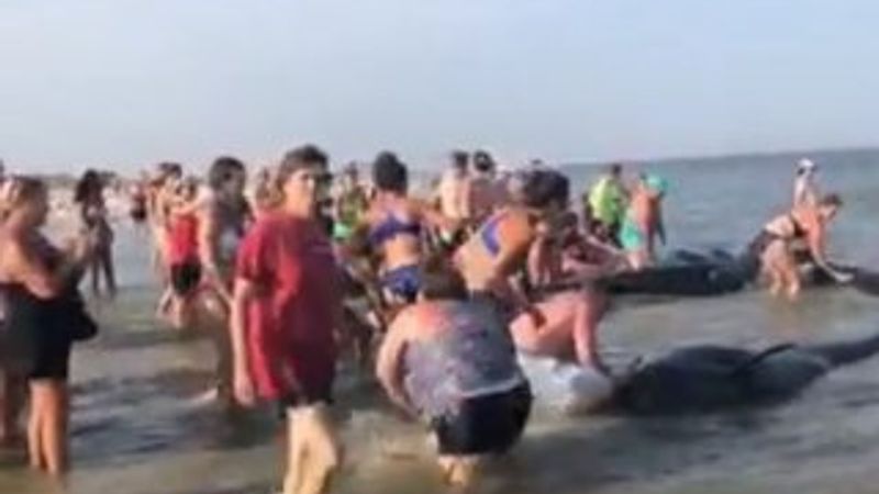 ABD'de kıyıya vuran balinaları kurtardılar