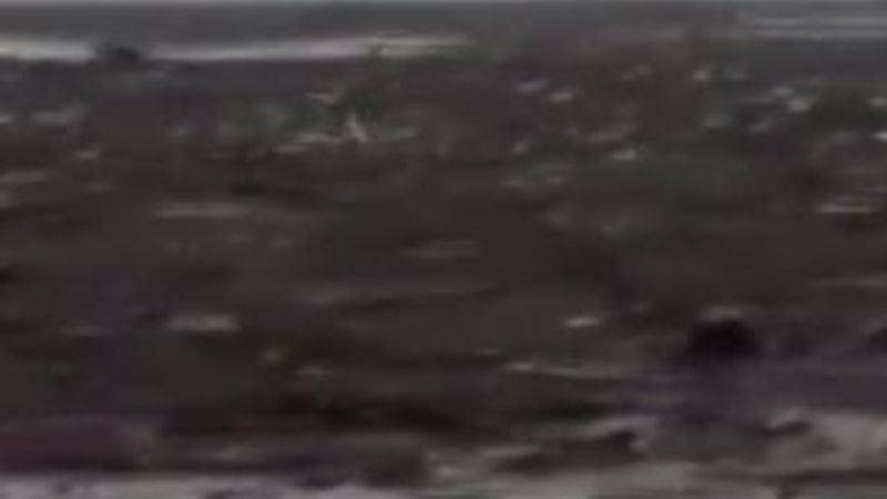 Düzce'de sele kapılan köpeği vatandaş kurtardı