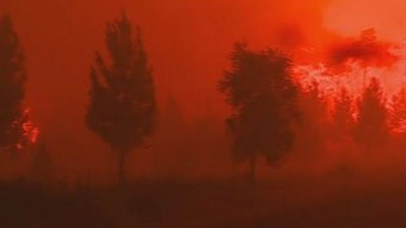 Portekiz'de orman yangını