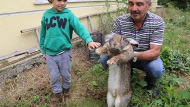 Ordu'da dev tavşan ilgi odağı oldu