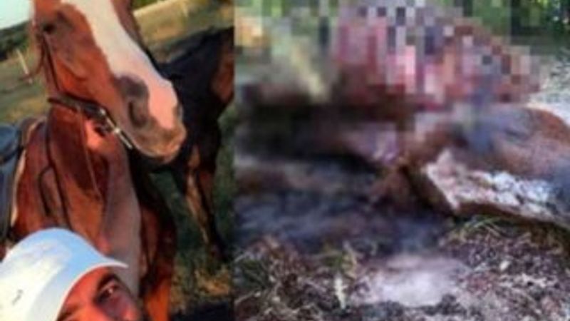 Tekirdağ'da kaybolan at parçalanmış bir şekilde bulundu