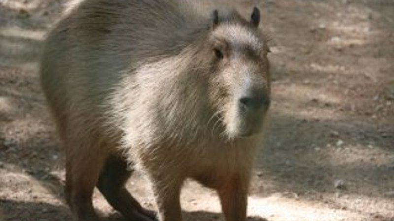 Dünyanın en iri kemirgeni ilgi odağı oldu