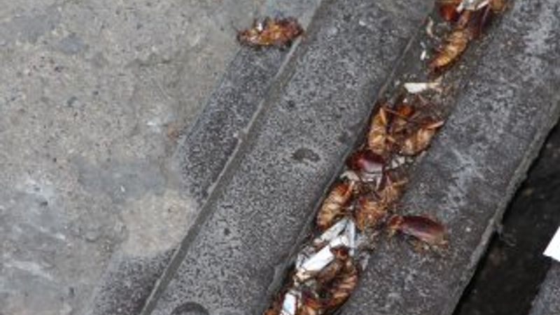 Trabzon’da caddeyi saran kakalaklar ilaçlandı