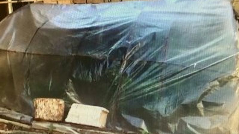 Adana'da bahçesinde kenevir serası kurdu