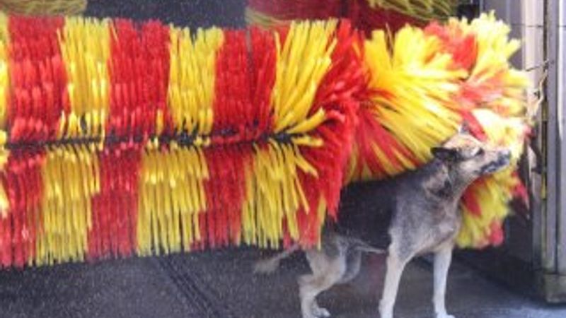 İzmir'de köpeğin duş mesaisi