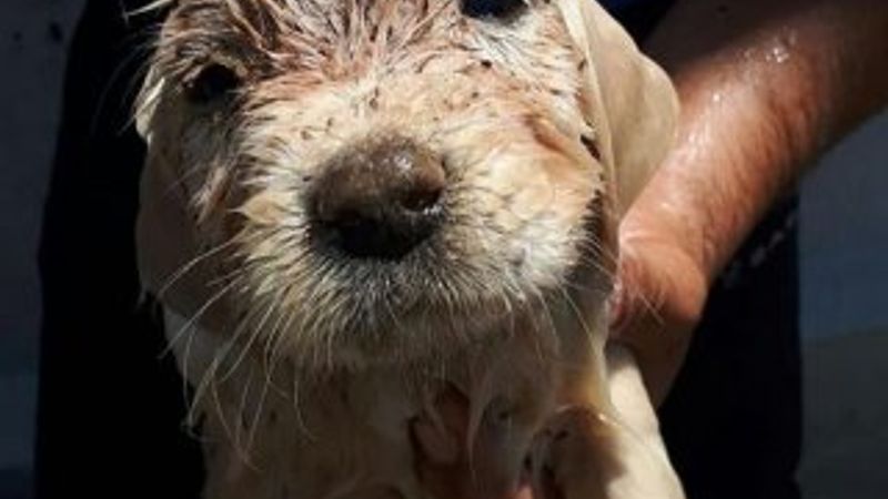 İzmir'de kanalizasyon borusuna sıkışan köpek kurtarıldı