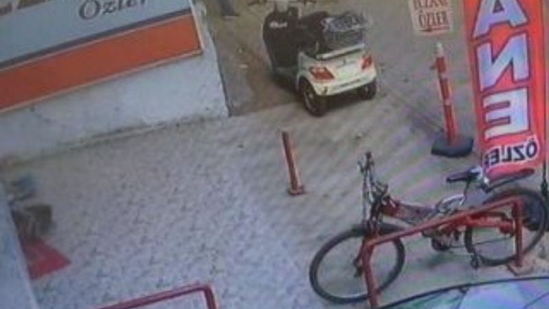 Hamile kediyi pitbulla parçalatanlar gözaltına alındı