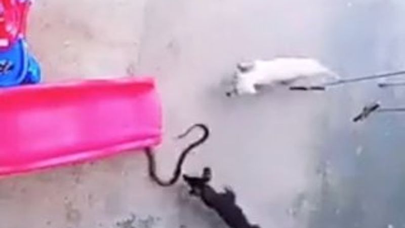 Uyuyan bebeği korumak isteyen köpek öldü