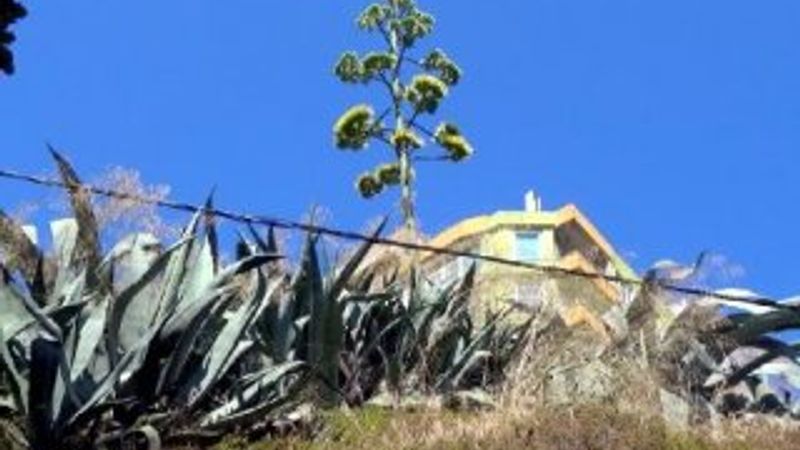 UNESCO listesinde bulunan Agave, Silivri'de açtı