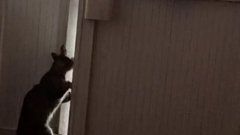 Hatay'da kedinin patisiyle kapı açma çabası