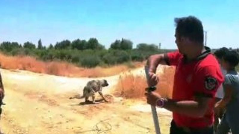 Şanlıurfa'da kanala düşen köpek kurtarıldı