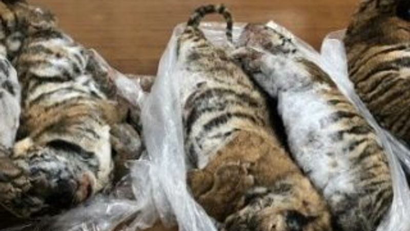 İlaç yapımında kullanılması için dondurulan 7 kaplan