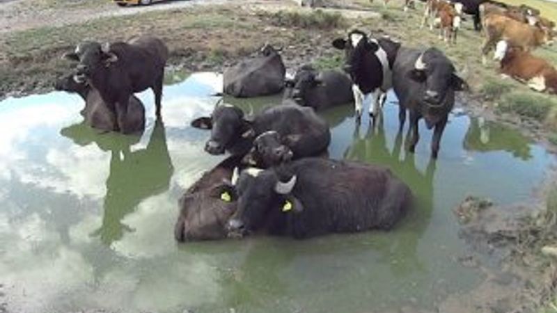 Yozgat'ta kurbanlık mandaların çamur keyfi