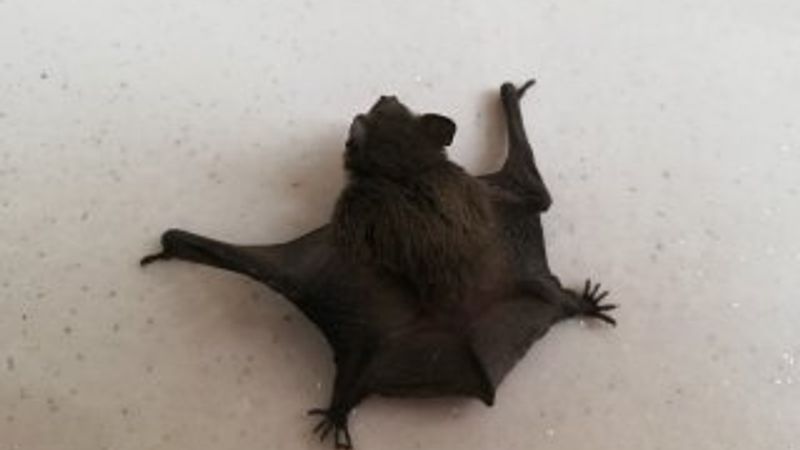 Karaman'da bulunan yarasa korkuttu