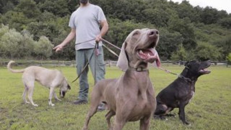 Sokak köpeklerinden 'hassas burun'lar çıkarıyor