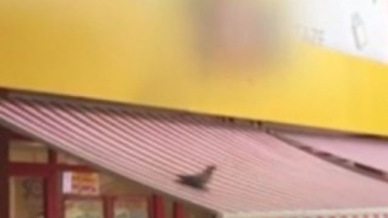 Ankara'da güvercinin oyunu