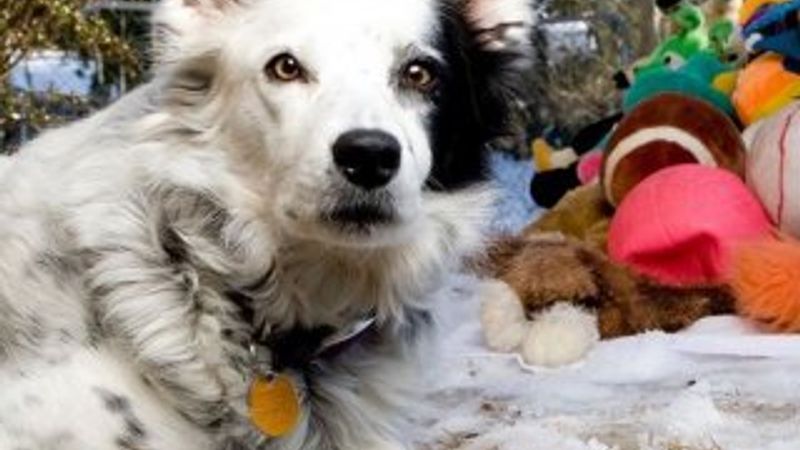 Dünyanın en akıllı köpeği öldü