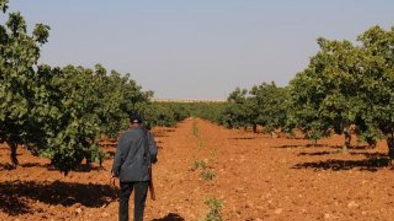 Antep fıstığı için silahlı mesai