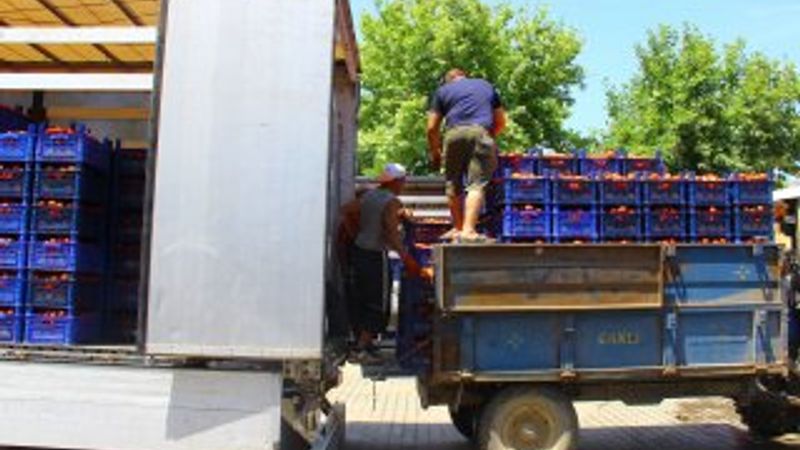 Aydın'da her gün 40 ton taşıyan hamalların günlüğü 150 TL