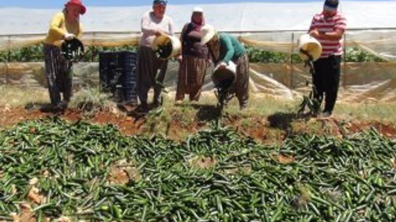 Satılmayan salatalıklar çöpe gitti