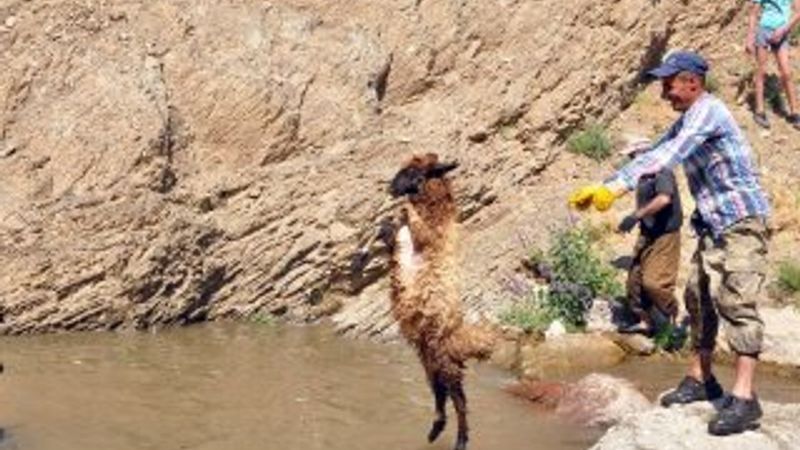Hakkari'de koyunların yıkandığı gölette yüzme keyfi
