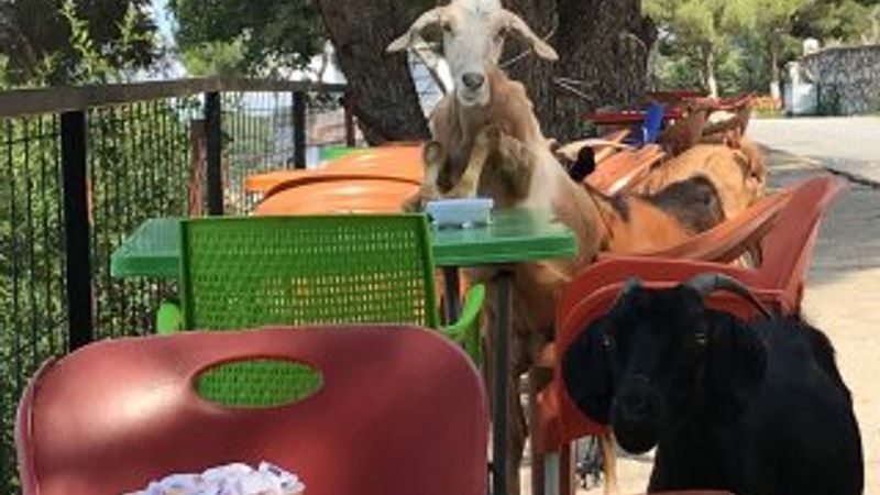 Kafeyi basan keçiler, şekerleri yedi