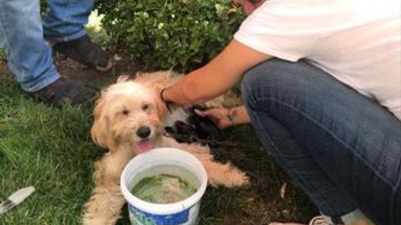 Doğum yapan köpeğe yardıma koştular