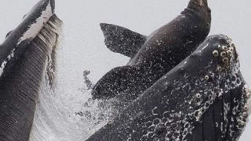 Balinanın deniz aslanını yuttuğu an görüntülendi