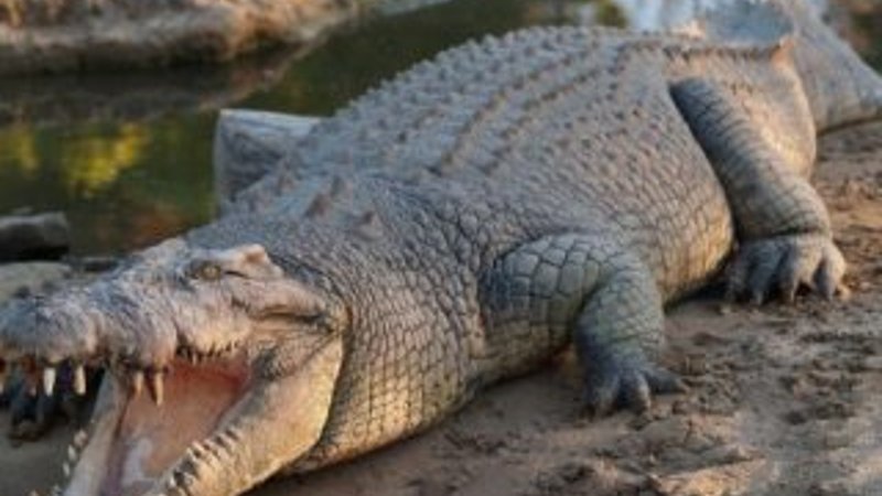 Timsahın midesinden ortopedik plaka çıktı