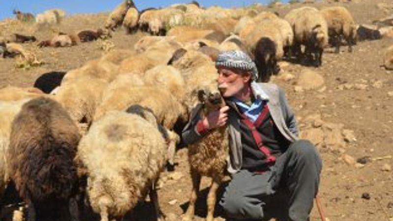 Kato Dağı, teröristlerden temizlendi