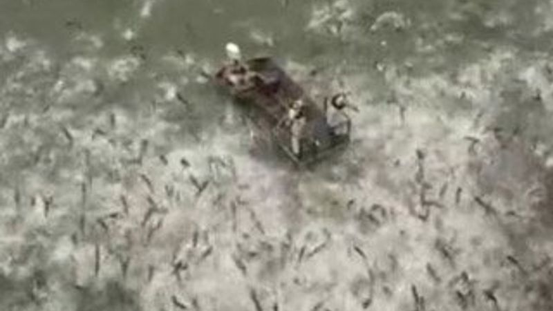 ABD'de yüzlerce sazan balığını elektroşokla topladılar