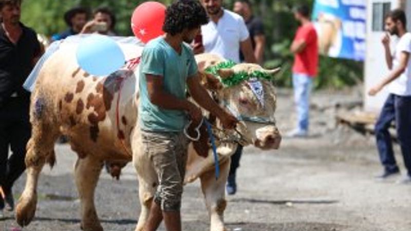 İstanbul'da en güzel kurbanlık seçildi