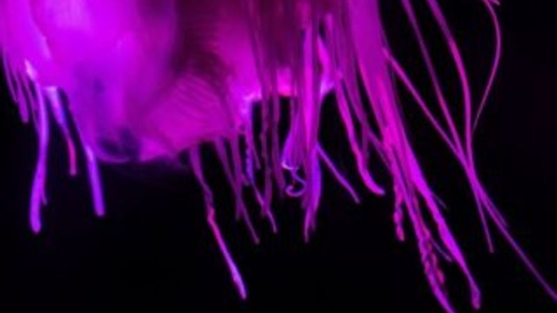 Güney Afrika’da pembe denizanasına rastlandı