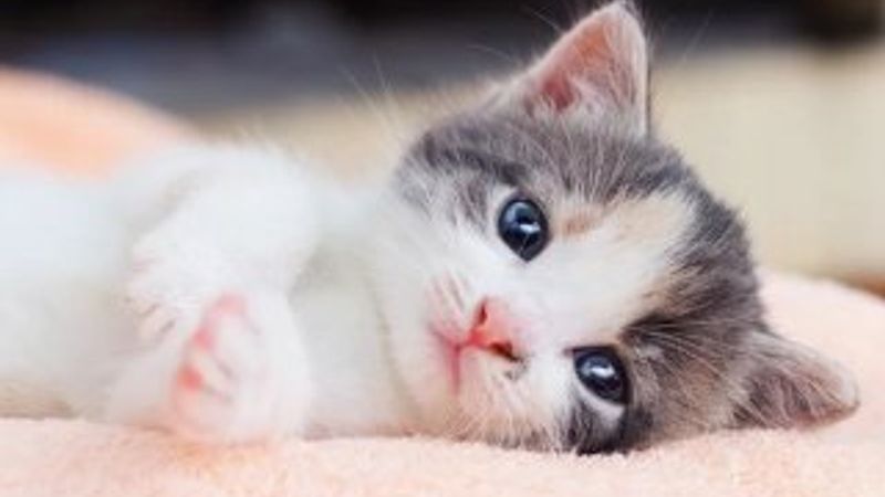 10 bin yıl önce kediler Türkiye topraklarından yayıldı