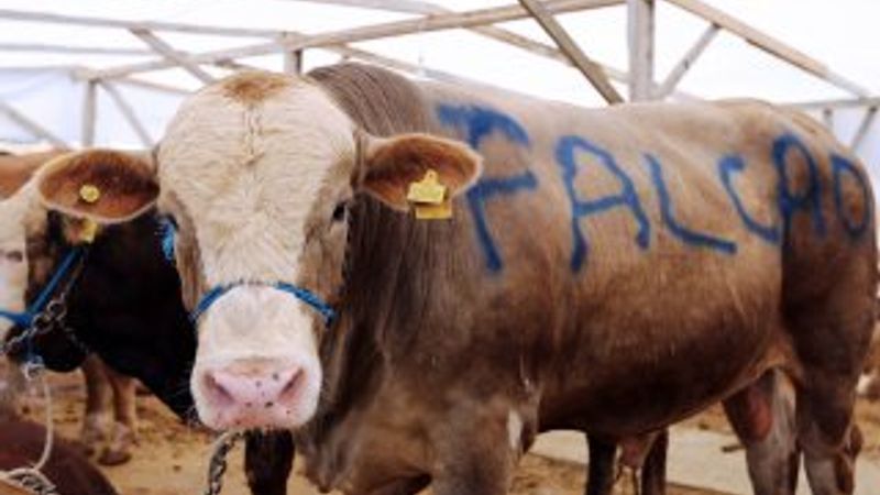 Hayvan pazarındaki 'Falcao' adlı boğa 16 bin TL'ye gitti