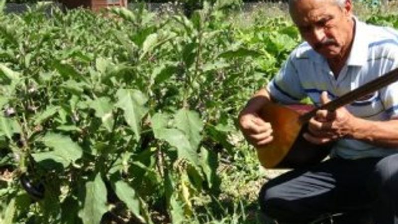 Verimin artmasını isteyen adam hayvanlarına saz çalıyor