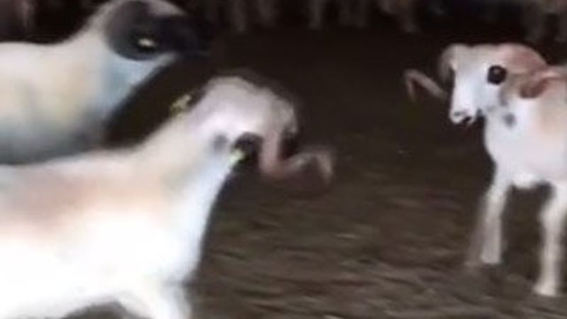 Koçların boynuzlu düellosuna diğerleri dahil oldu