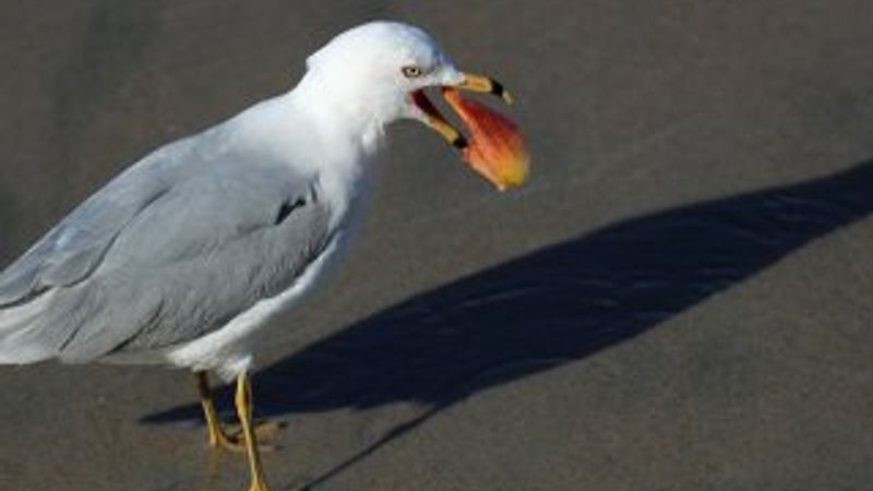 Martılara sert bakış atınca kaçıyor