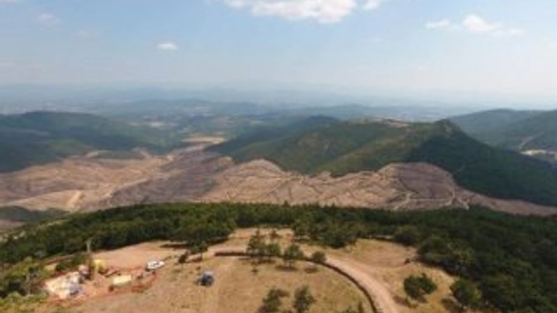 Kanadalı şirketin raporunda ağaç dikme yok