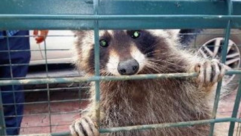 Konya'da cami lojmanının çatısından rakun çıktı